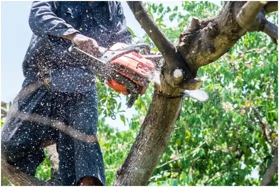 tree services Mazomanie